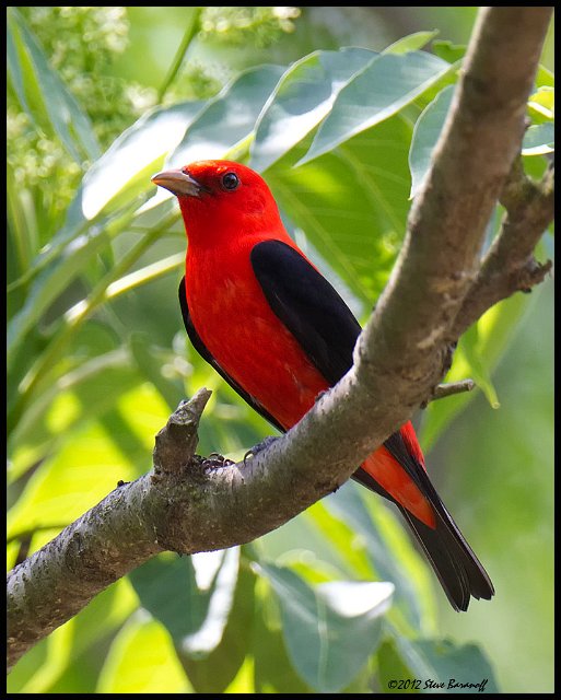 _2SB0110 scarlet tanager.jpg